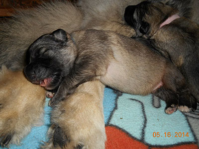 slideshow